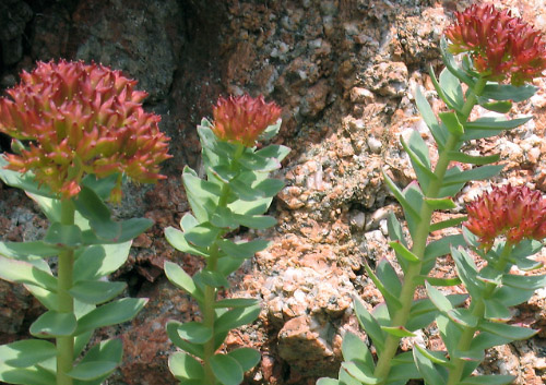 Rhodiola rosea - known as 